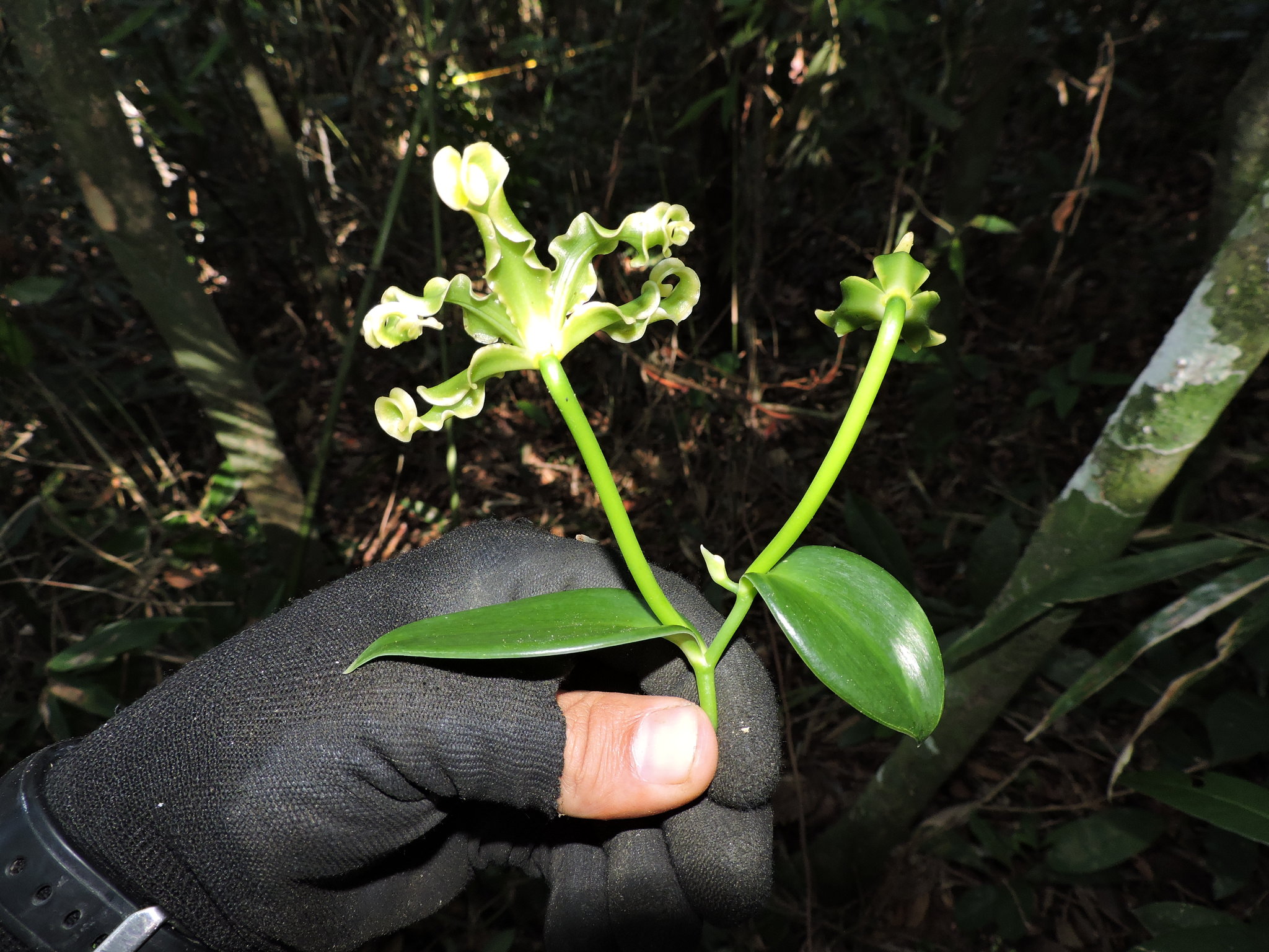 Papperitzia Leiboldii